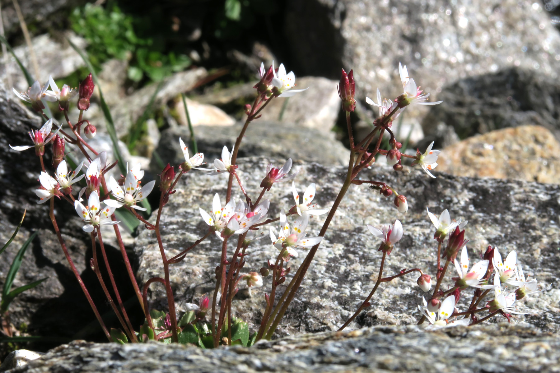 Saxifraga stellaris